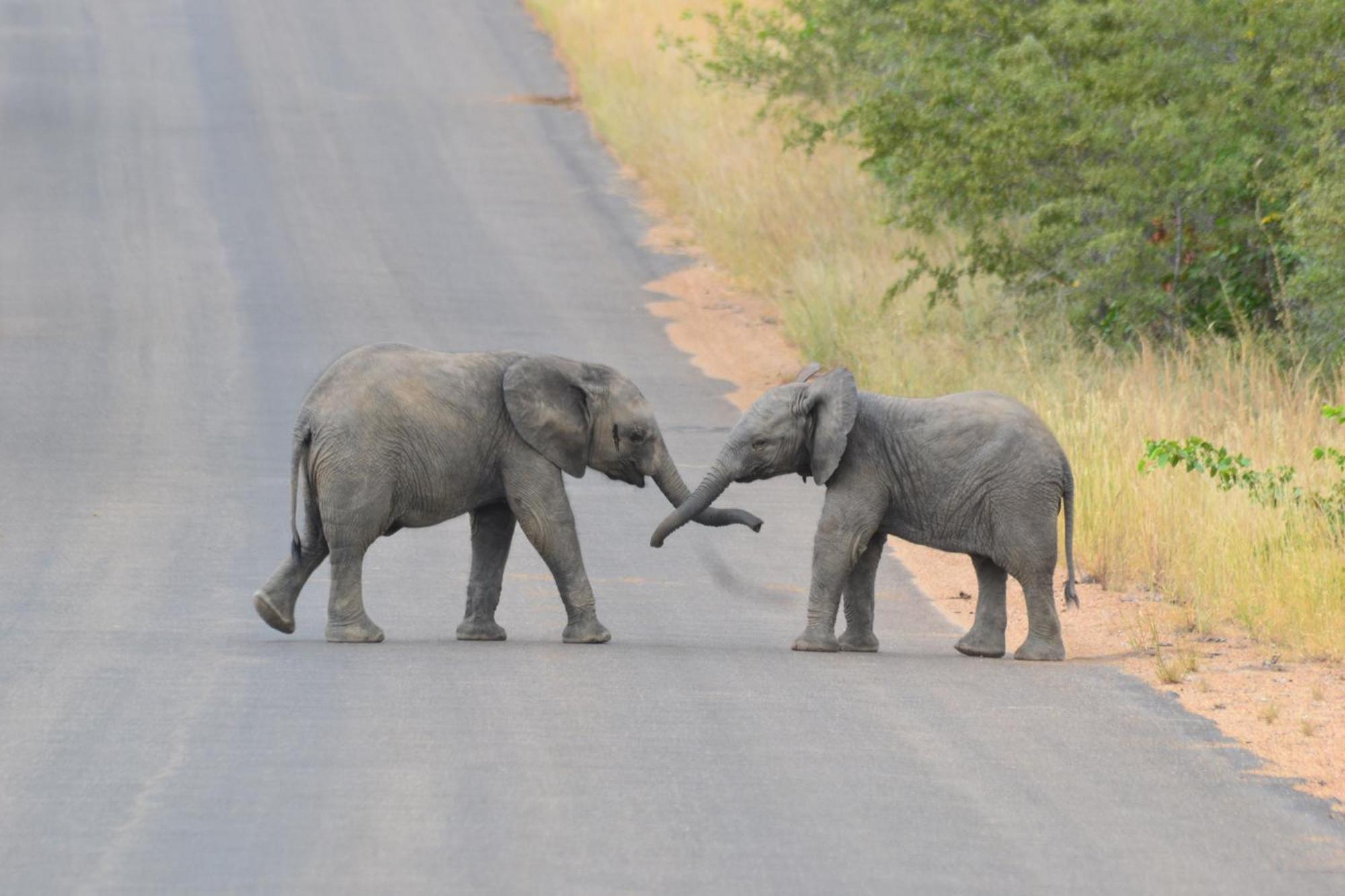 Yebo Safari Tents-Stay Inside Kruger Skukuza Luaran gambar