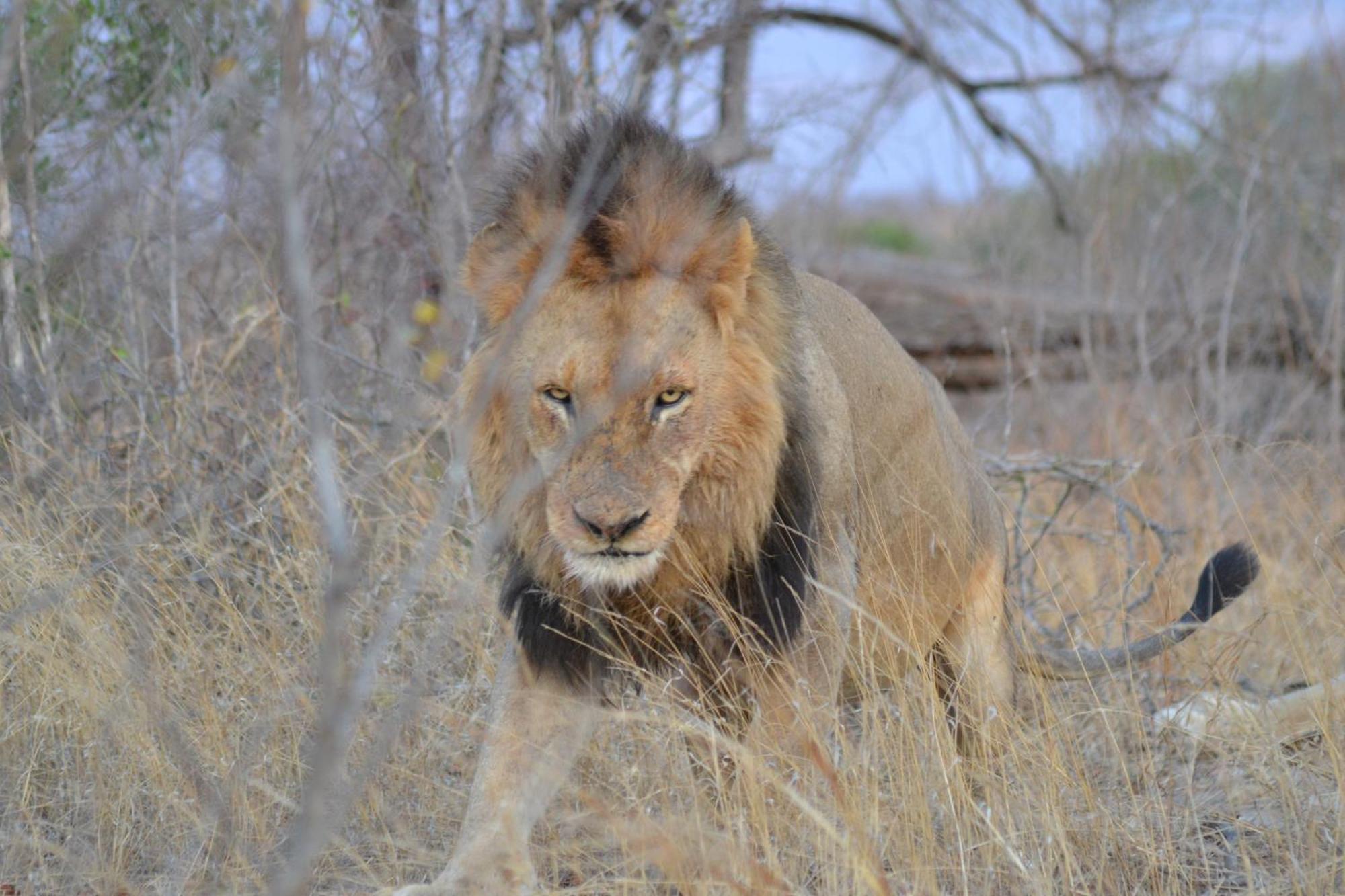 Yebo Safari Tents-Stay Inside Kruger Skukuza Luaran gambar