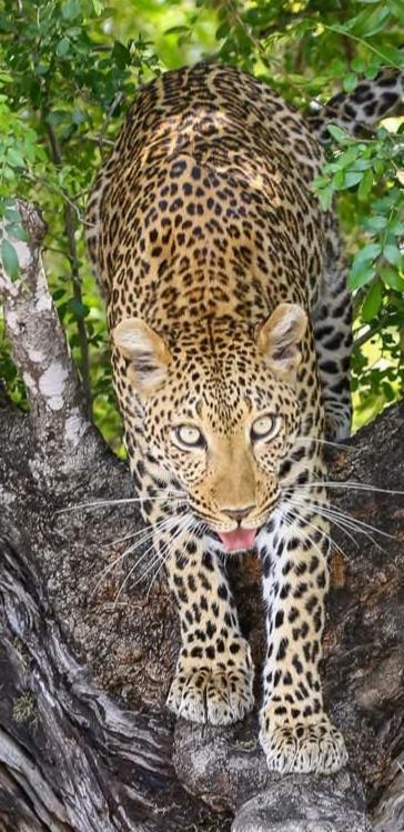 Yebo Safari Tents-Stay Inside Kruger Skukuza Luaran gambar