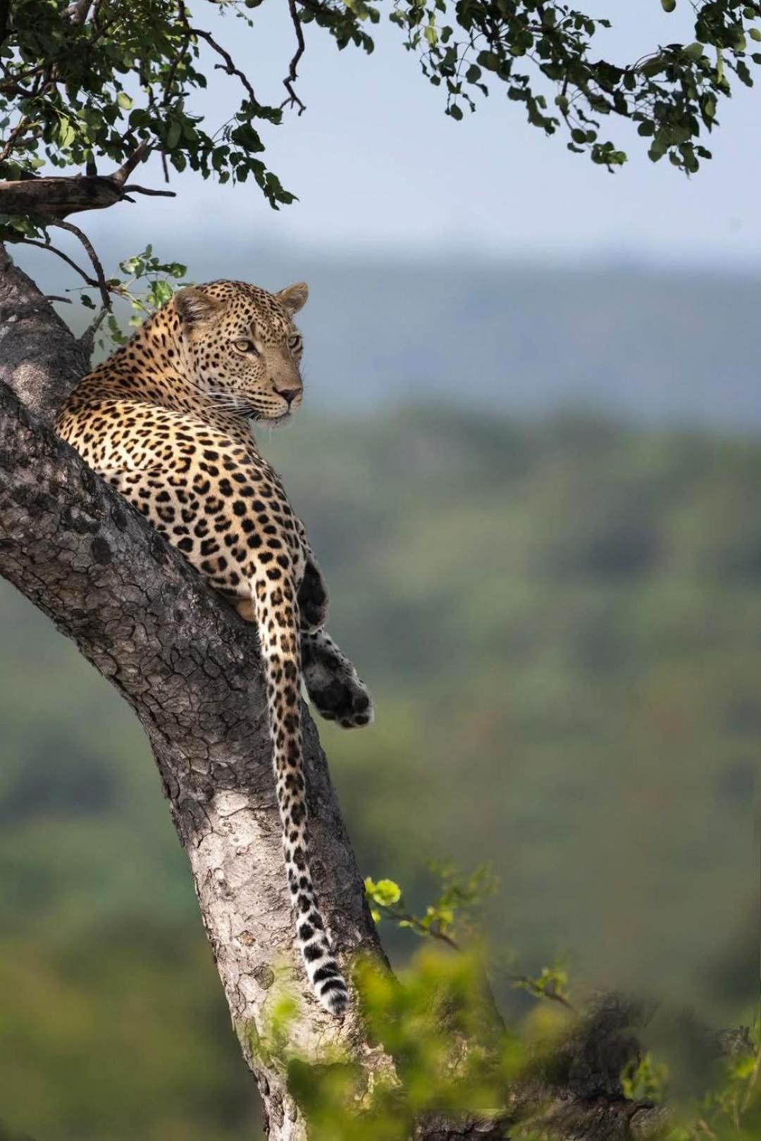 Yebo Safari Tents-Stay Inside Kruger Skukuza Luaran gambar