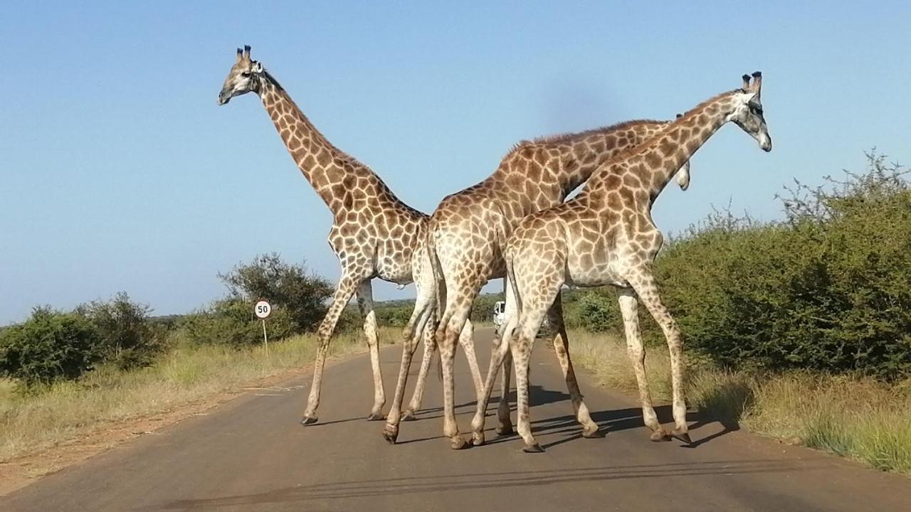Yebo Safari Tents-Stay Inside Kruger Skukuza Luaran gambar
